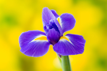Purple iris flower on the yellow background. © gitusik