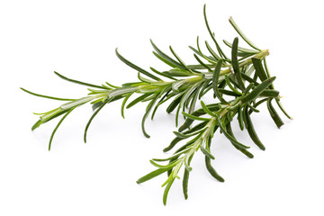 Rosemary twig on the isolated white background.