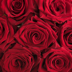 Closeup on red roses