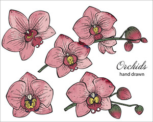 Vector set of hand drawn orchid branches with flowers.