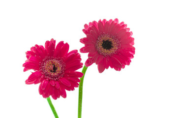 Pflanze_Blume_Gerbera