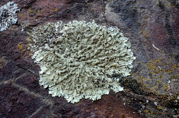 Moss on an old stone