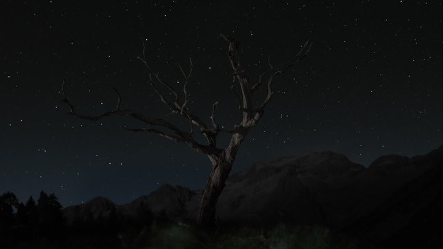 tree with stars timelapse