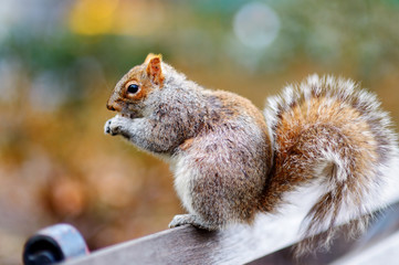 Eastern gray squirrel in Central Park in New York