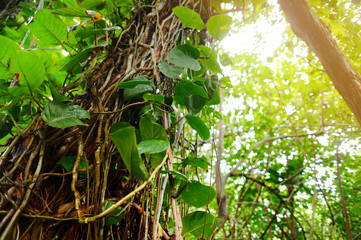 Spectacular jungles detail, Kauai, Hawaii