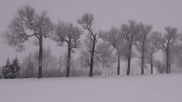 Hoarfrost covered old trees on misty overcast winter evening