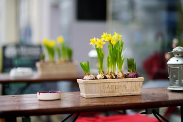 Daffodil flowers blossoming on the table in an outdoor cafe
