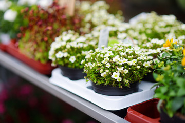 Beautiful colorful flowers sold in outdoor flower shop