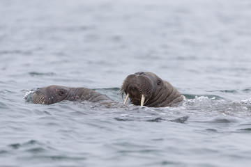 Fototapeta premium Walrus popping out of the water.