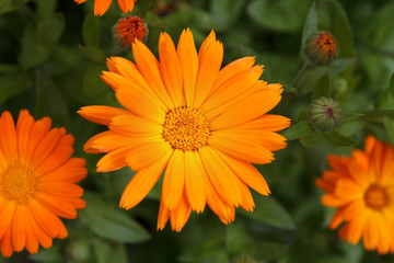 orange flower