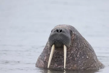 Walrus popping out of the water.