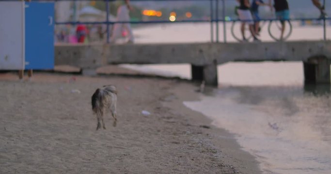 Dirty homeless stray dog is running on the beach along the seaside.