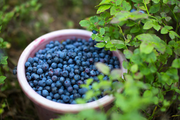 Bucket full of blue berries in a forest
