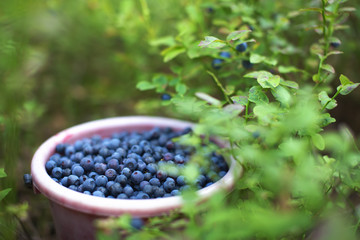 Harvesting berries in forest. Bucket of blueberries