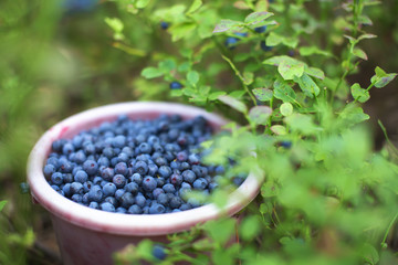 Bucket full of bilberries near blue berry bush