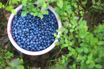 Bucket of harvested blue berries in forest