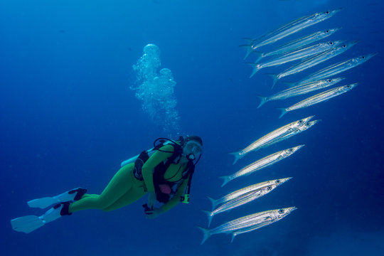 Palau, scuba diver watching Heller's barracudas