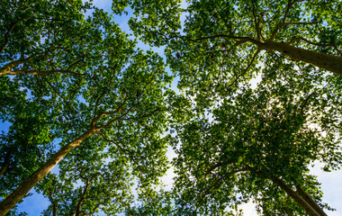 Sun ray through the trees