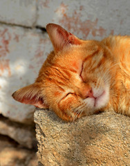 Naklejka premium Schlafende Katze ((Felidae / Felis silvestris catus) / Süditalien