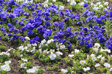 Анютины глазки на клумбе