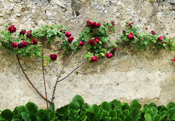 rose rosse rampicanti