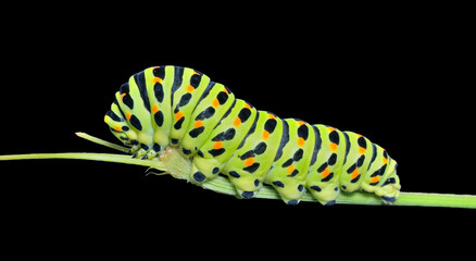 Сaterpillar of swallowtail 10