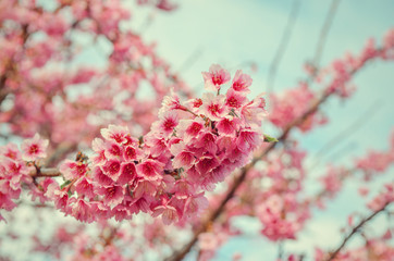 Close up Sakura Cherry Blossom, Spring, Vintage style.