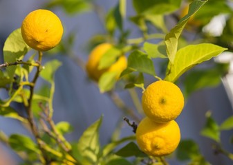 Lemons in central europe