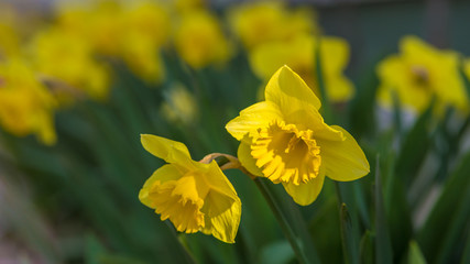 Daffodil in garden