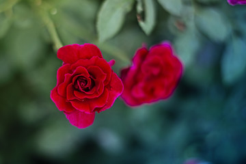 close up  red rose