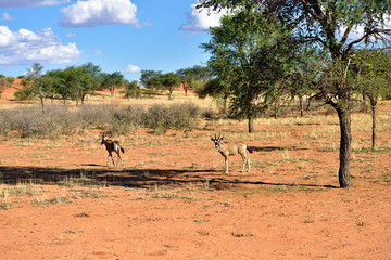 Fototapeta na wymiar Kalahari desert, Namibia