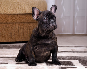 A puppy in the apartment. Dog thoroughbred. French Bulldog. Puppy three months 