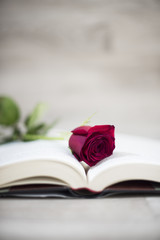 sant jordi dia del libro y la rosa