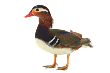 male mandarin duck