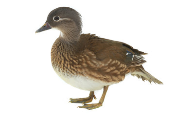 mandarin duck