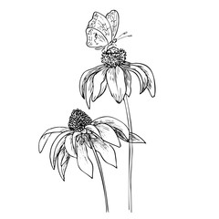 Romantic vector background with three echinaceas.