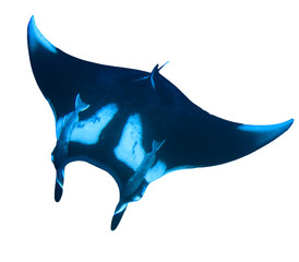 Manta Ray isolated white background
