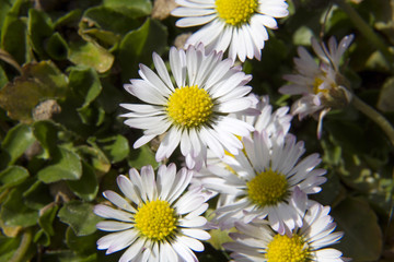 Obraz premium daisies first messengers of spring