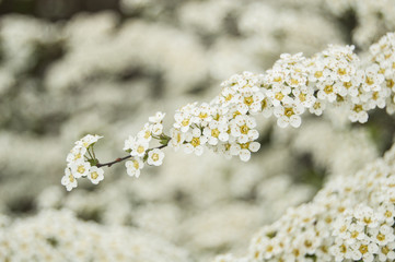 White small Flowers