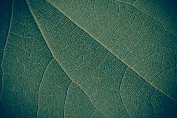 Texture of a green leaf as background