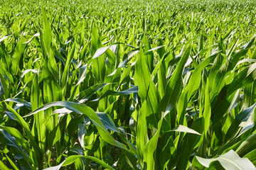 Close up of a corn field with fresh corn plants without ears in Bornholm, Denmark © nielskliim