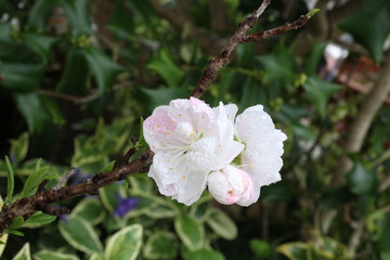 花桃