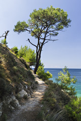 Obraz na płótnie Canvas Pine trees along the path at the Aegean seashore in Aliki, Greece, Thassos island