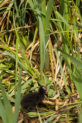 Teichhuhnküken ( Gallinula chloropus )