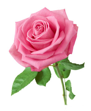 images of single pink roses