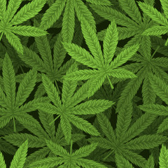 Marijuana leafs seamless pattern.
