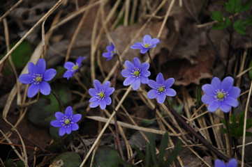 Violet forest wild flowers