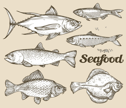 Seafood. Hand drawn sketch vector illustration of different fish