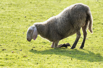 Obraz premium Sheep on its knees