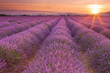 Poster de jardin Lavande Lever du soleil sur les champs de lavande en Provence, France